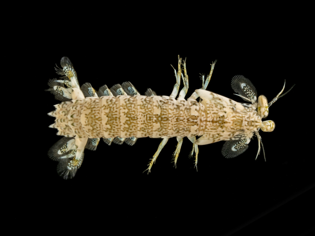 Swollen-claw Mantis