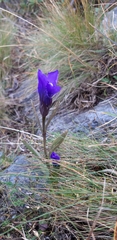 Gentianopsis ciliata