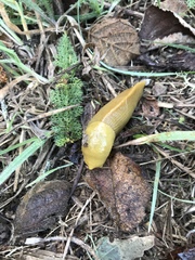 Ariolimax californicus