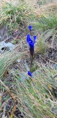 Gentianopsis ciliata