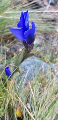 Gentianopsis ciliata