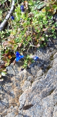 Gentiana brachyphylla
