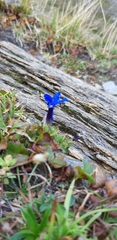 Gentiana brachyphylla