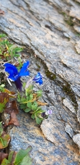 Gentiana brachyphylla