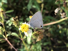 Catochrysops panormus exiguus