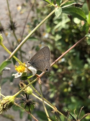 Catochrysops panormus exiguus