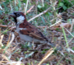 Passer domesticus