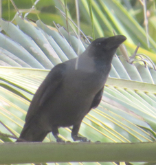 Corvus splendens