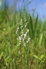 Spiranthes australis