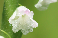 Spiranthes australis