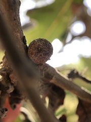 Burnettweldia washingtonensis