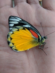 Delias descombesi