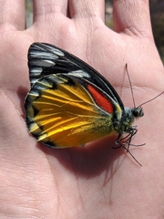 Delias descombesi