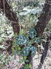 Cucurbita pedatifolia