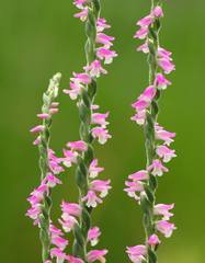 Spiranthes australis