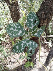 Cucurbita pedatifolia
