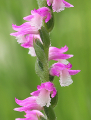 Spiranthes australis
