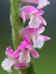 Spiranthes australis