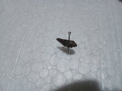 Insecta