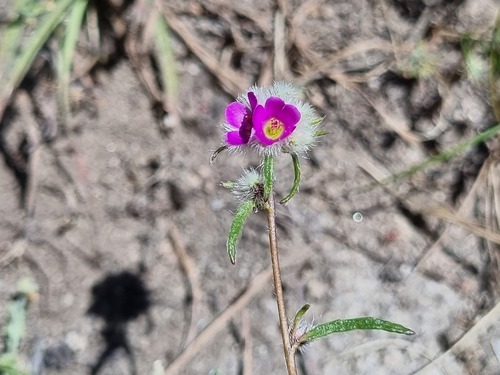 Montiopsis trifida (Montiopsis trifida)