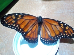 Danaus erippus