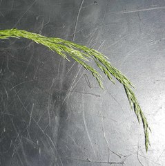 Agrostis hallii