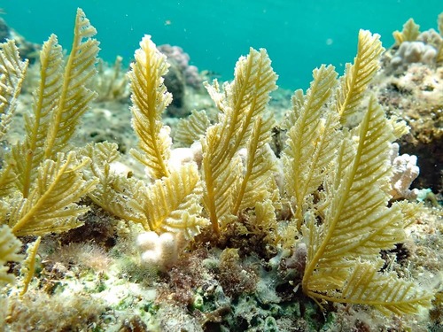 Pachyrhynchia cuppressina
