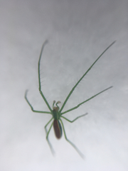 Tetragnatha viridis