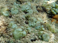 Dictyosphaeria versluysii