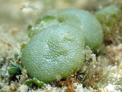 Dictyosphaeria versluysii