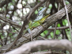 Anolis bimaculatus