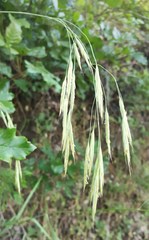 Bromus laevipes