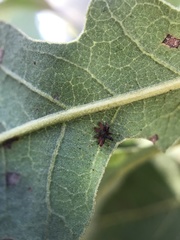 Cynips douglasii