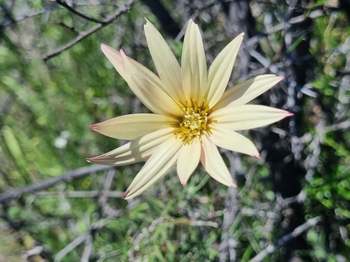 Mutisia rosea, photograph 5