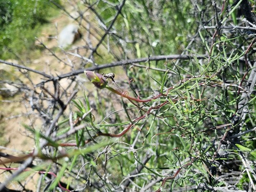 Mutisia rosea, photograph 4