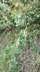 Bromus laevipes