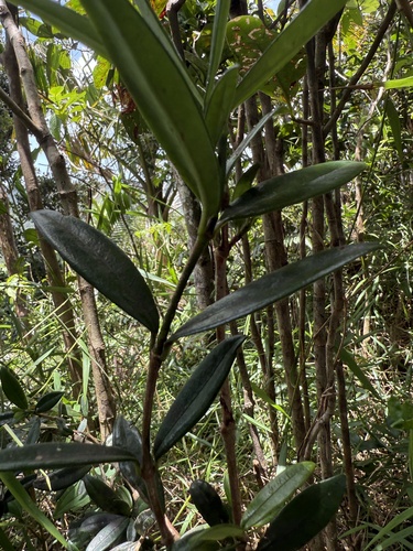 Psychotria maleolens