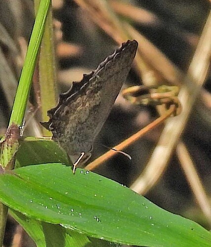 Moneuptychia griseldis