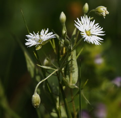 Stellaria radians