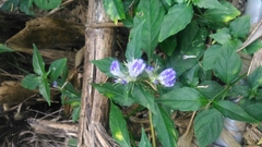 Rungia taiwanensis