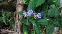 Rungia taiwanensis