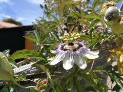 Passiflora caerulea