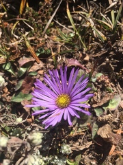Aster alpinus