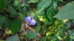 Rungia taiwanensis