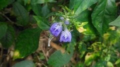 Rungia taiwanensis