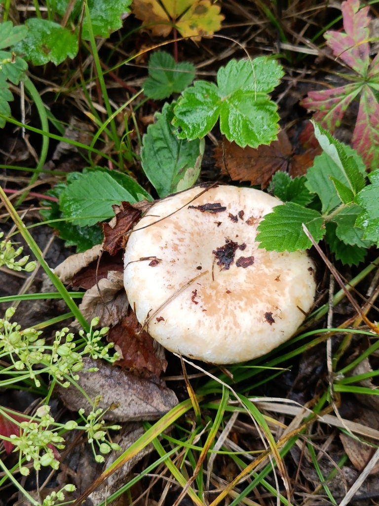 Lactarius pubescens · August 2025 · photo: © svyatoslav74404 (iNaturalist, cc-by)