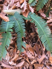 Struthiopteris niponica