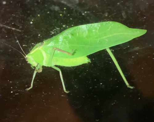 Giant Katydid photo 5