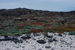 Sesuvium edmonstonei