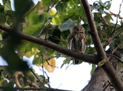 Glaucidium palmarum